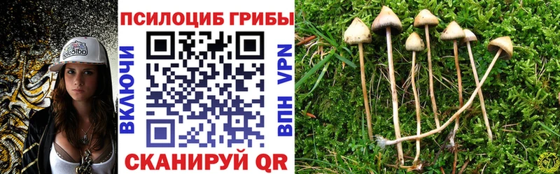 Галлюциногенные грибы Psilocybine cubensis  Фрязино 